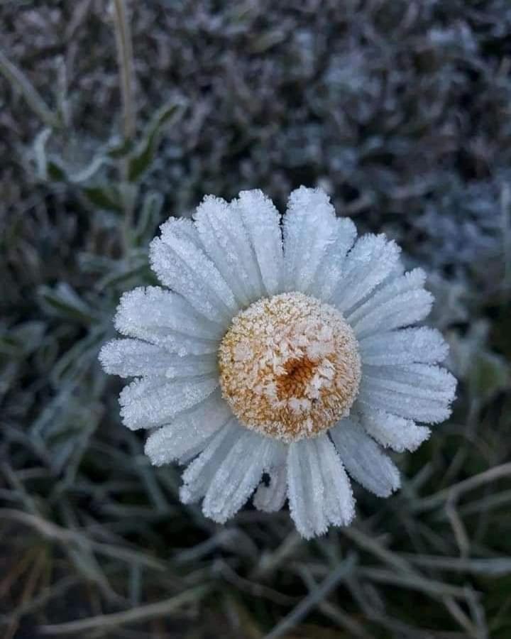 Chalé da Vó Rosa Monte Verde  Exteriér fotografie